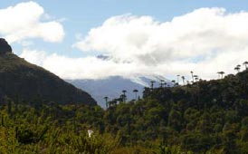 Cordillera-Pemehue-tramo4-c.jpg