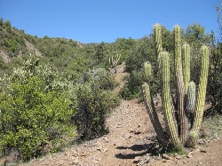 Cactus656.jpg