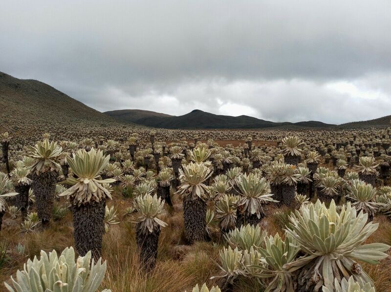 Archivo:Frailej vol.jpg