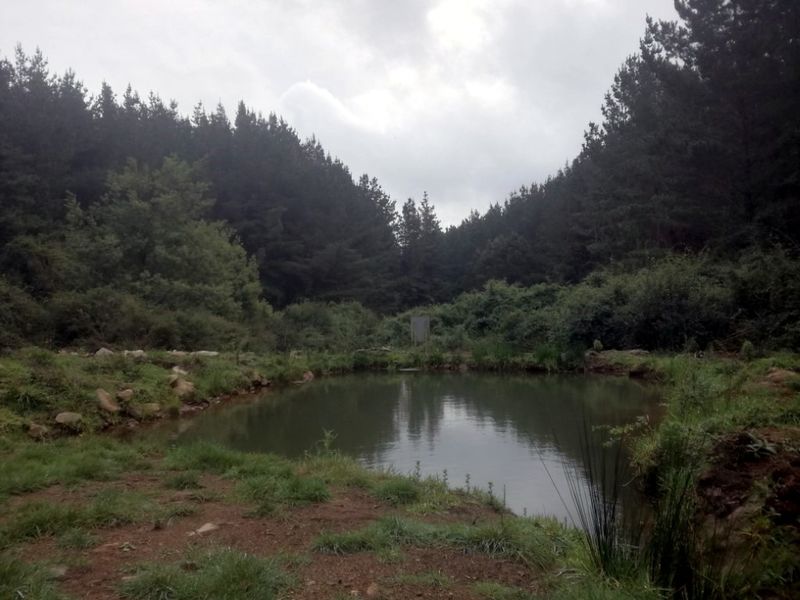 Archivo:Queules de penco (6).jpg