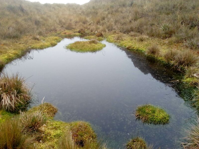 Archivo:Abra lag.jpg