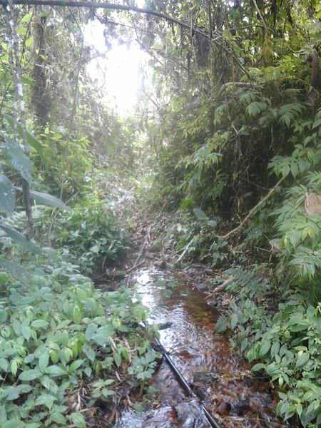 Archivo:Quebrada en senda.jpg
