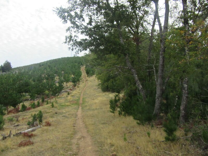 Archivo:Milisenini.jpg