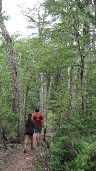 Archivo:Reserva Mocho Choshuenco (5).JPG