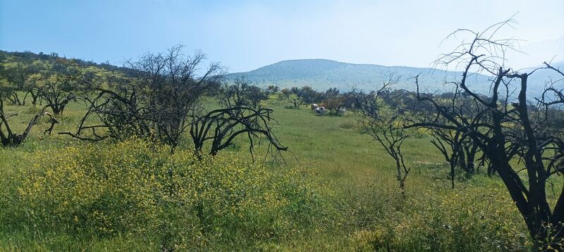 Archivo:Cerro Reinoso Chicureo (3).jpg
