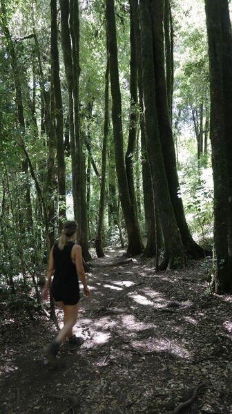 Archivo:Sendero Traful Huilo Huilo (25).JPG