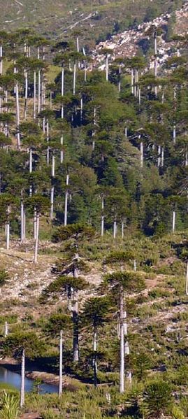 Archivo:Cordillera-de-Pemehue-g3.jpg