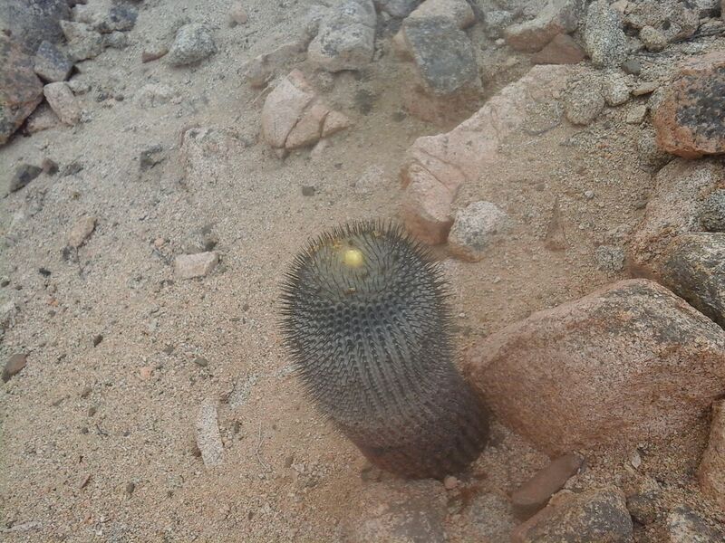 Archivo:Cac Copiapoa.jpg