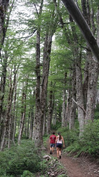 Archivo:Reserva Mocho Choshuenco (9).JPG