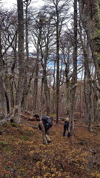 Archivo:Bosque Panguilemu.jpg