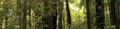 Bosque Llancahue 3.jpg