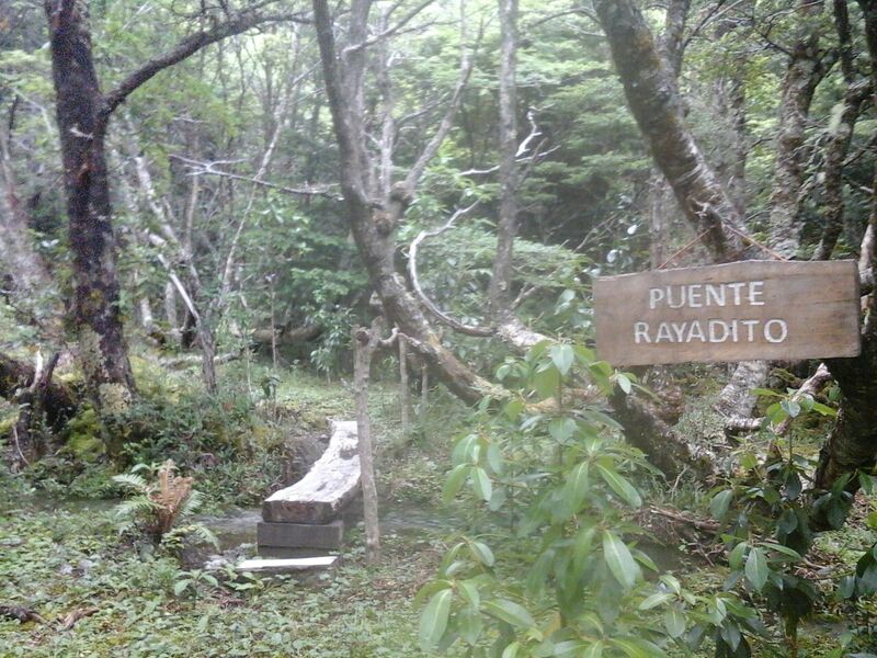 Archivo:Pte Rayadito.jpg