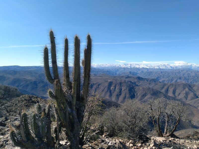 Archivo:Cactus Cotun.jpg