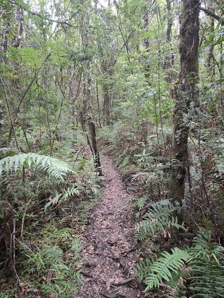 Archivo:Sendero volcan mirador.jpg