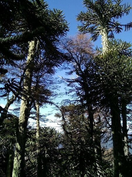 Archivo:Arau sierr.jpg