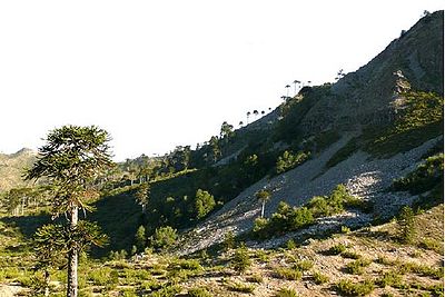 Cordillera-Pemehue-tramo3-b.jpg