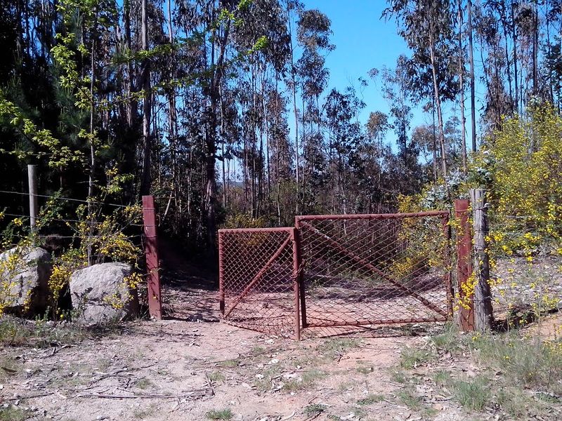 Archivo:Cerro Manquimavida (10).jpg