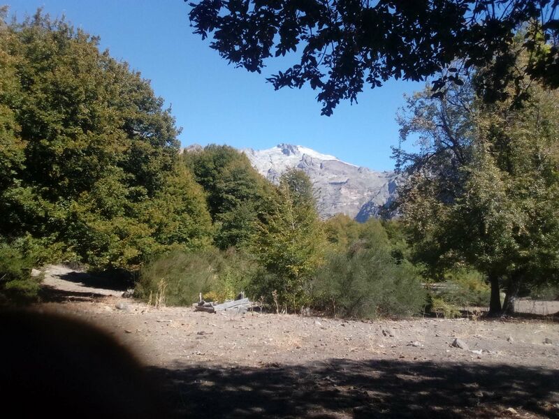 Archivo:Petlllat.jpg