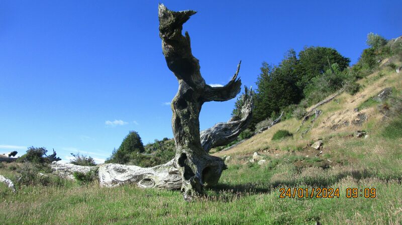 Archivo:Tronpin.jpeg